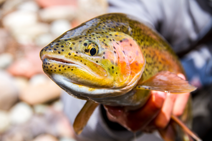 Blazing Adventures - Guided Fly Fishing