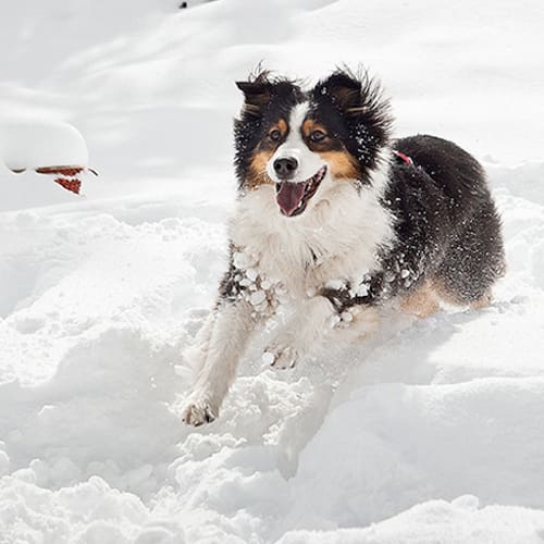 pet friendly activities in snowmass