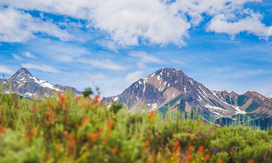 wildflowers growing with mountain peak in background